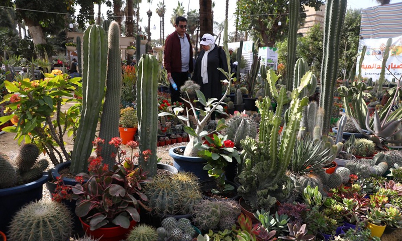 People select flowers during the flora expo held in Giza, Egypt, on March 3, 2022.(Photo: Xinhua)