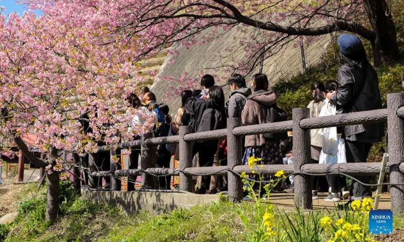 People visit the Nishihirabatake Park in Kanagawa, Japan, March 6, 2022. (Photo by Gong Xiuxi/Xinhua)