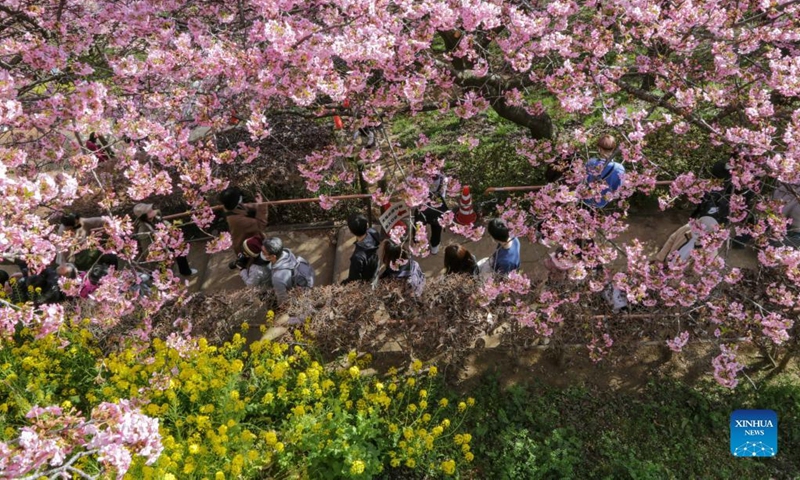 People visit the Nishihirabatake Park in Kanagawa, Japan, March 6, 2022. (Photo by Gong Xiuxi/Xinhua)