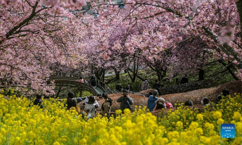 People visit the Nishihirabatake Park in Kanagawa, Japan, March 6, 2022. (Photo by Gong Xiuxi/Xinhua)