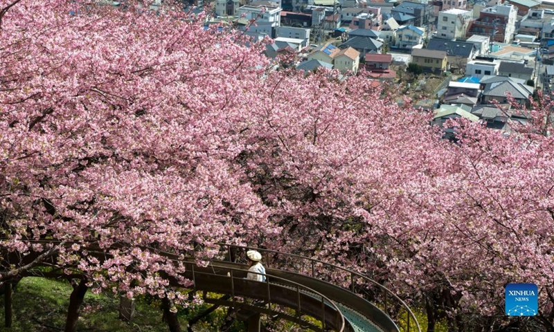 A child plays on a slide at the Nishihirabatake Park in Kanagawa, Japan, March 6, 2022. (Photo by Gong Xiuxi/Xinhua)