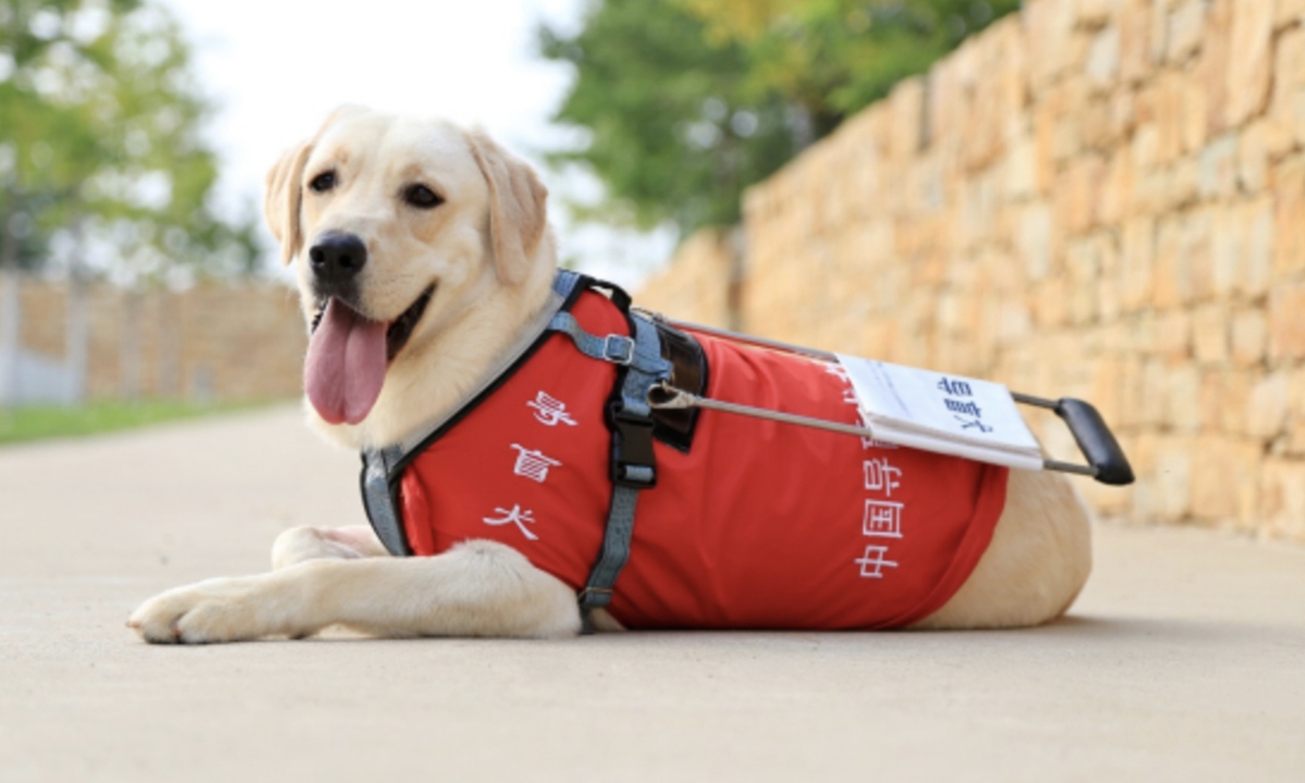 Guide dogs trained to serve the Beijing 2022 Winter Paralympic Games Photo: Courtesy of the China Guide Dog Dalian Training Base