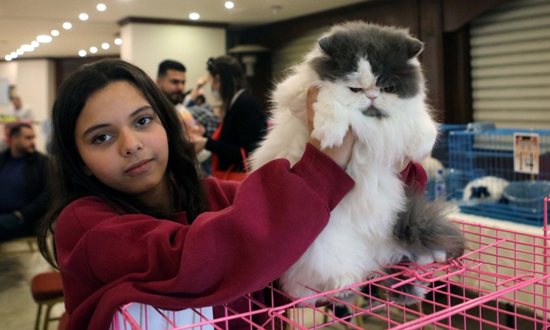 Real catwalk at Jordan’s cat beauty contest - Global Times