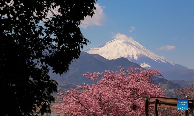Photo taken on March 6, 2022 shows the spring scenery seen from the Nishihirabatake Park in Kanagawa, Japan. (Photo by Gong Xiuxi/Xinhua)
