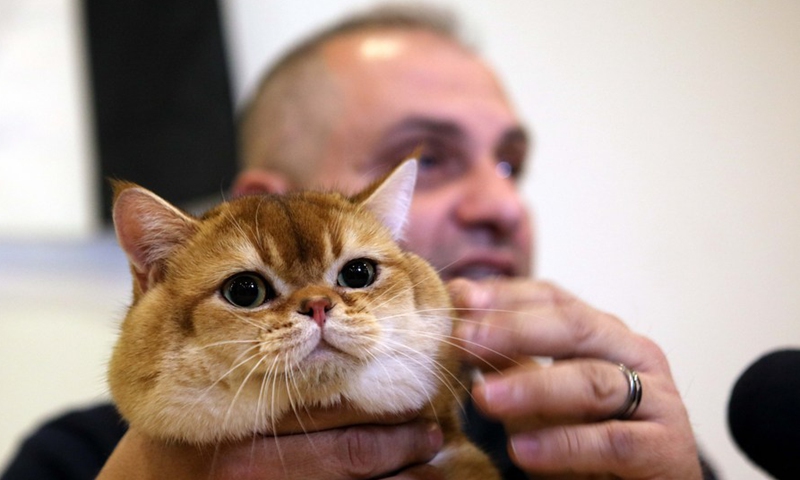 Real catwalk at Jordan’s cat beauty contest - Global Times