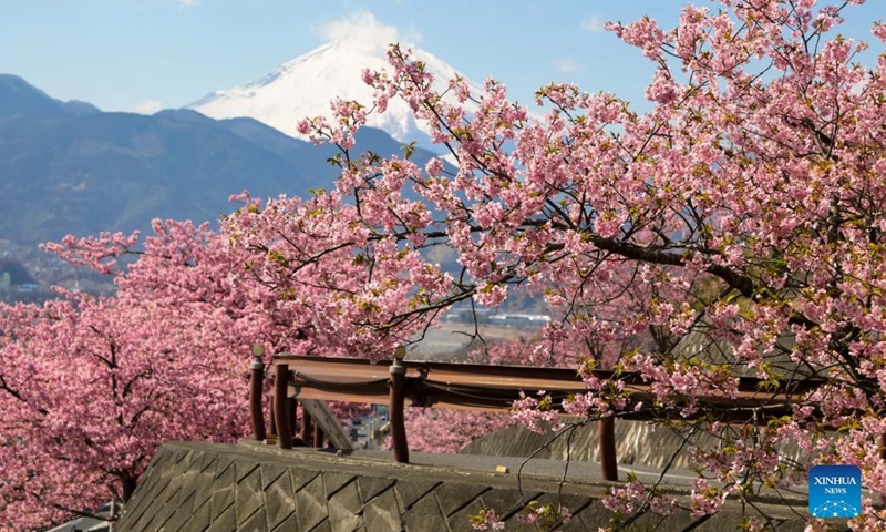 Photo taken on March 6, 2022 shows the spring scenery seen from the Nishihirabatake Park in Kanagawa, Japan. (Photo by Gong Xiuxi/Xinhua)
