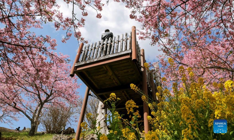 A man is photographed among flowers at the Nishihirabatake Park in Kanagawa, Japan, March 6, 2022. (Photo by Gong Xiuxi/Xinhua)