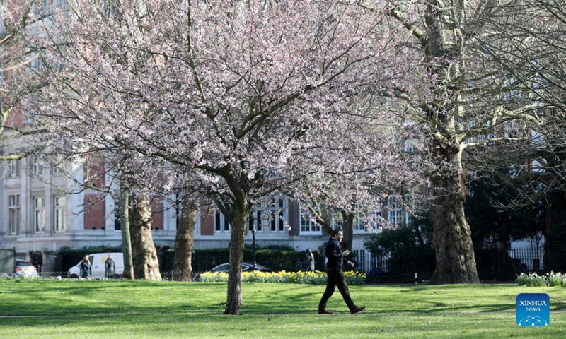 A man walks at a park in central London, Britain, March 7, 2022. (Xinhua/Li Ying)