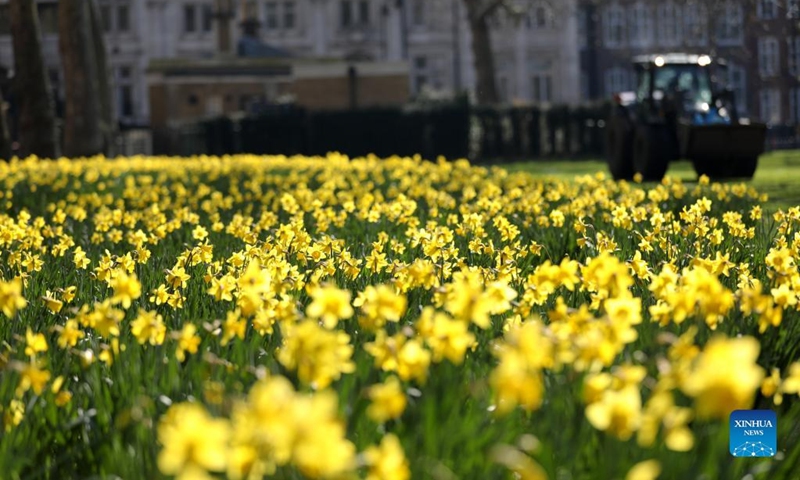 Flowers are seen at a park in central London, Britain, March 7, 2022. (Xinhua/Li Ying)