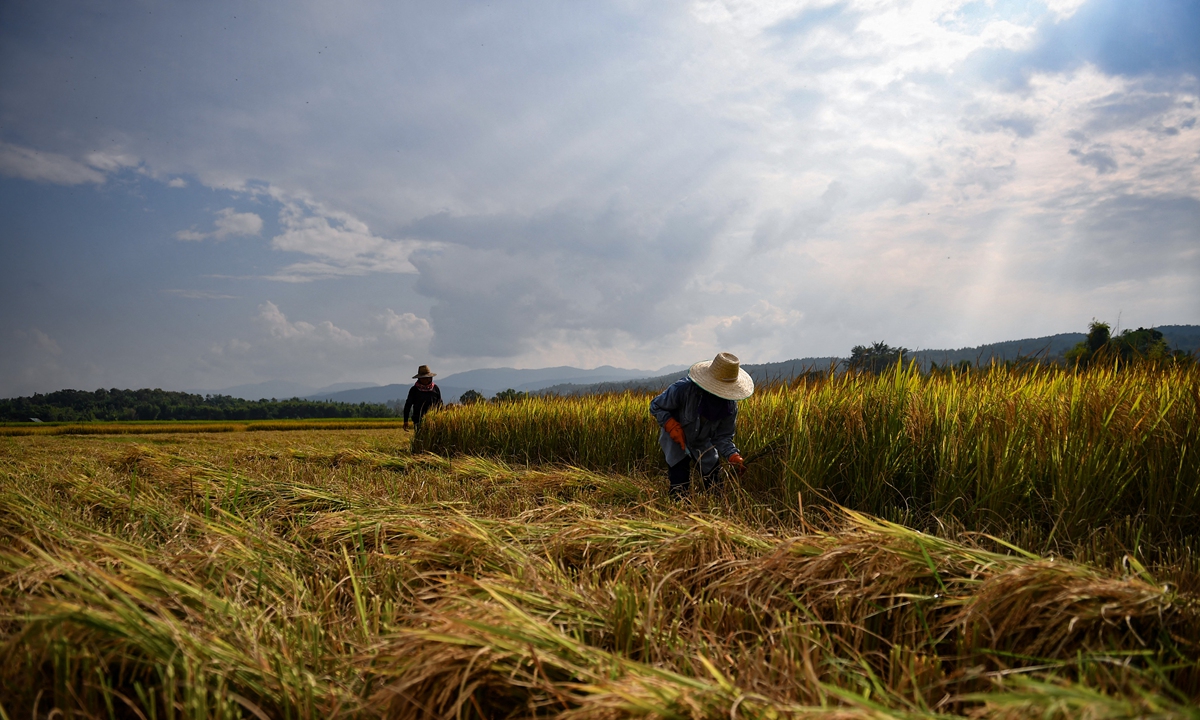 Farmers harvest rice in the village of Mae Rim in the northern Thai province of Chiang Mai. Photo: AFP