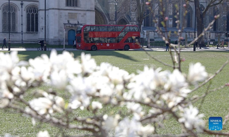 A bus runs past a lawn outside Westminster Abbey in London, Britain, March 7, 2022. (Xinhua/Li Ying)
