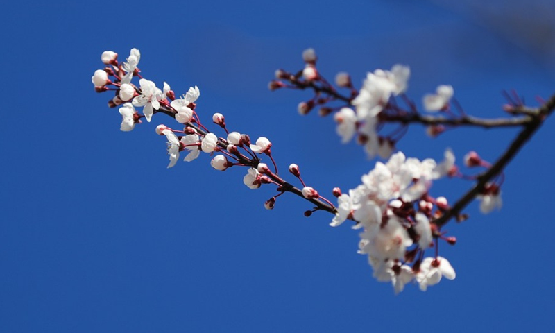 Blossoms are seen at the Park of the Fiftieth Anniversary in Brussels, Belgium, March 7, 2022.(Photo: Xinhua)