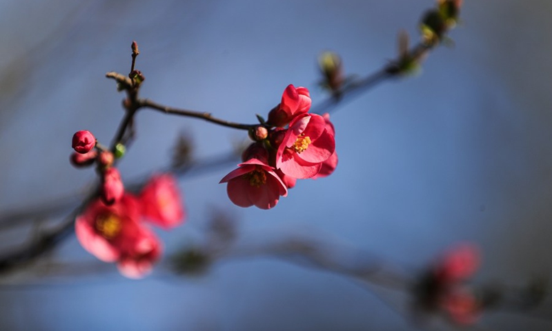 Blossoms are seen at the Park of the Fiftieth Anniversary in Brussels, Belgium, March 7, 2022.(Photo: Xinhua)