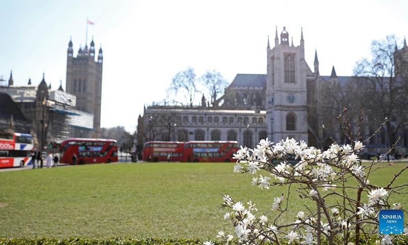 Buses run past a lawn outside Westminster Abbey in London, Britain, March 7, 2022. (Xinhua/Li Ying)
