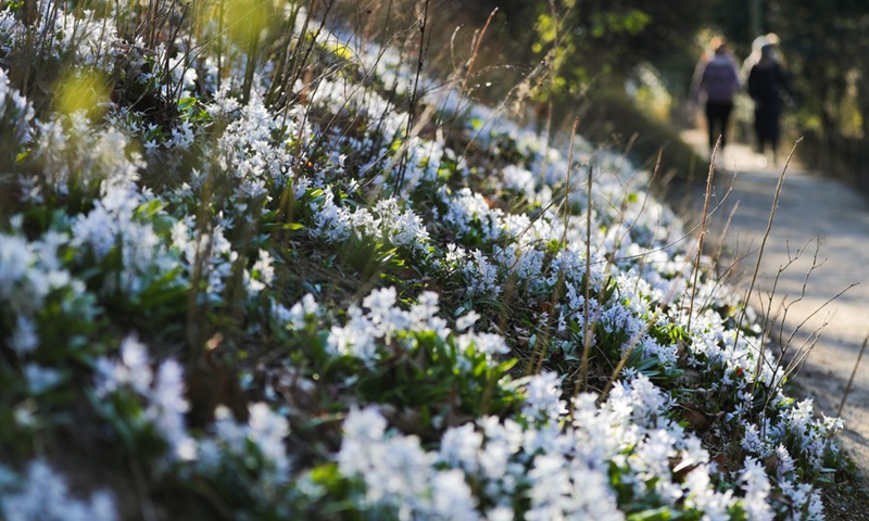 Blossoms are seen at the Park of the Fiftieth Anniversary in Brussels, Belgium, March 7, 2022.(Photo: Xinhua)