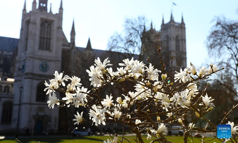 Flowers are seen outside Westminster Abbey in London, Britain, March 7, 2022. (Xinhua/Li Ying)