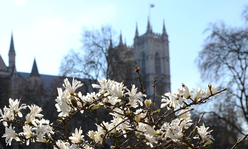 Flowers are seen outside Westminster Abbey in London, Britain, March 7, 2022. (Xinhua/Li Ying)