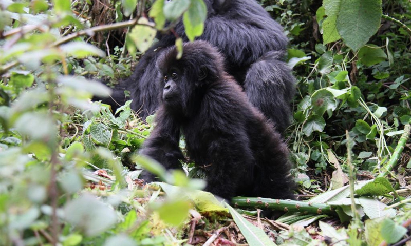 Šioje failo nuotraukoje matyti, kad gorilos matomos Ruandos ugnikalnių nacionaliniame parke, spalio mėn.  2016 m. 8 d. (Nuotrauka: Xinhua)