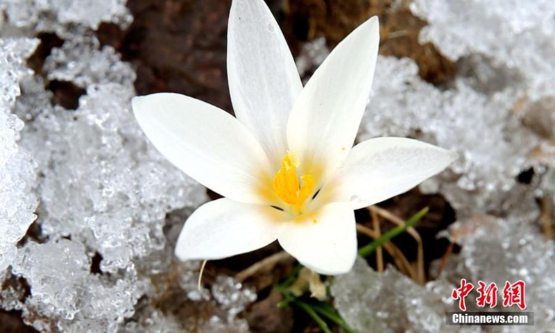 Wild lilies, also known as the top ice flowers, the first flower of spring in Xinjiang Uygur Autonomous Region, bloom in Qapqal county, Xinjiang. These flowers usually appear as the snow on the mountains thaws, and locals say they signal the end of winter. (Photo: China News Service/Hua Yanming)