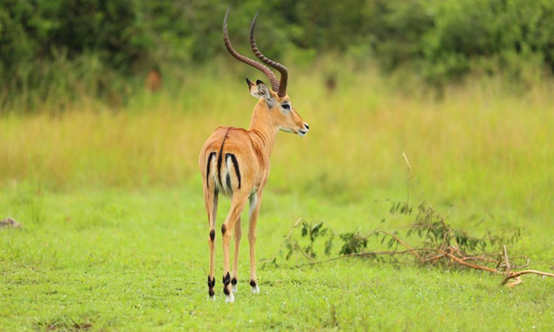 2022 m. kovo 2 d. Akageros nacionaliniame parke, Ruandoje, stovi impala. (Nuotrauka: Xinhua)