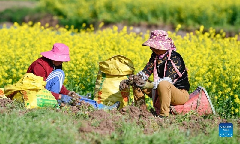Farmers harvest taroes in Panzhou, southwest China's Guizhou Province, March 7, 2022.(Xinhua/Yang Wenbin)