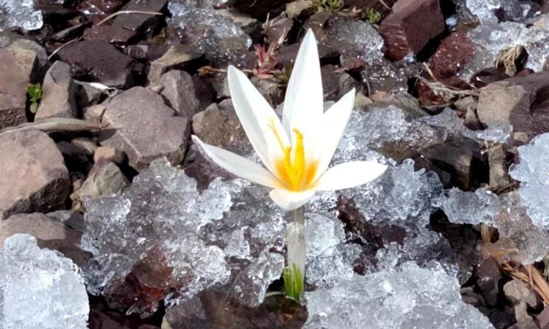 Wild lilies, also known as the top ice flowers, the first flower of spring in Xinjiang Uygur Autonomous Region, bloom in Qapqal county, Xinjiang. These flowers usually appear as the snow on the mountains thaws, and locals say they signal the end of winter. (Photo: China News Service/Hua Yanming)