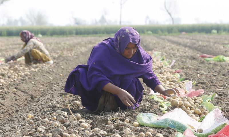 Women work in a field on the outskirts of Pakpattan, in Pakistan's Punjab province, on March 4, 2022.(Photo: Xinhua)