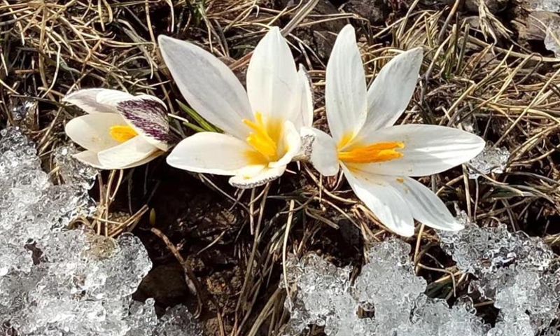 野生百合，又名顶冰花，新疆维吾尔自治区春天的第一朵花，在新疆察布查尔县盛开。 这些花通常在山上的雪融化时出现，当地人说它们预示着冬天的结束。  （图片：中新社/华严明）