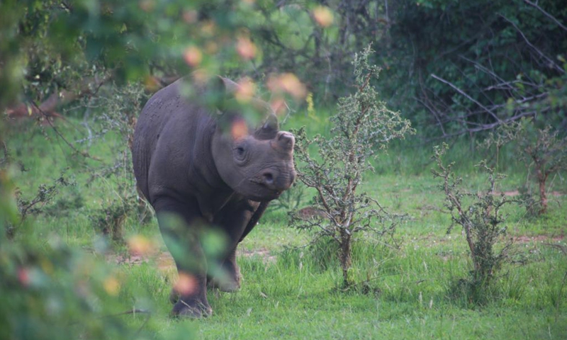 This file photo shows a rhinoceros is seen at Akagera National Park, eastern Rwanda, Nov. 16, 2019.(Photo: Xinhua)