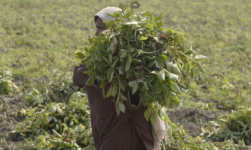 A woman works in a field on the outskirts of Pakpattan, in Pakistan's Punjab province, on March 4, 2022.(Photo: Xinhua)