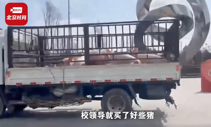 College in Jilin buys 10 live pigs to raise on campus for students in quarantine. Screenshot of BRTV