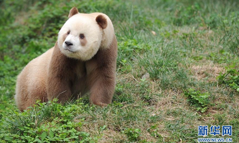The world's only brown panda bred in captivity, named Qizai, belongs to an extremely rare subspecies found in the Qinling Mountains, Northwest China's Shaanxi Province. Photo: Xinhua