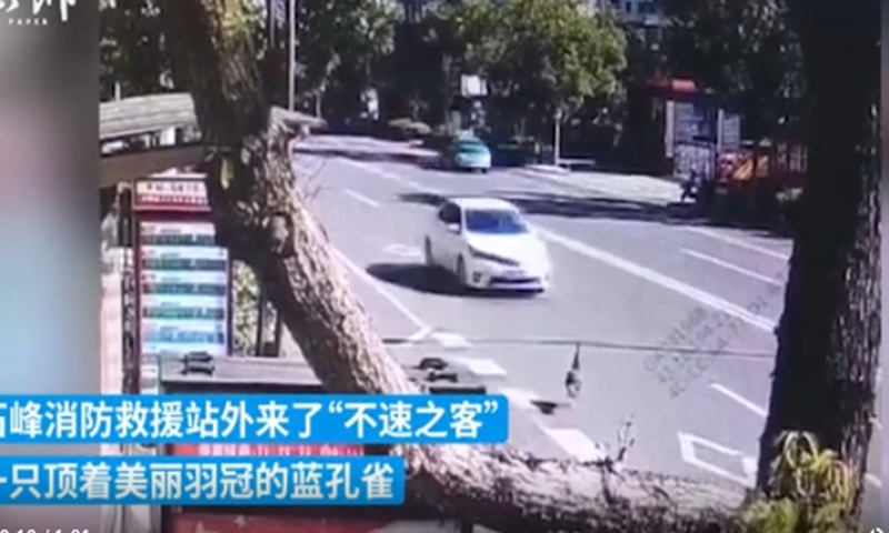 A blue peacock escaped from the Shifeng Zoo in Zhuzhou, Central China's Hunan Province, on March 8.Screenshot of The Paper
