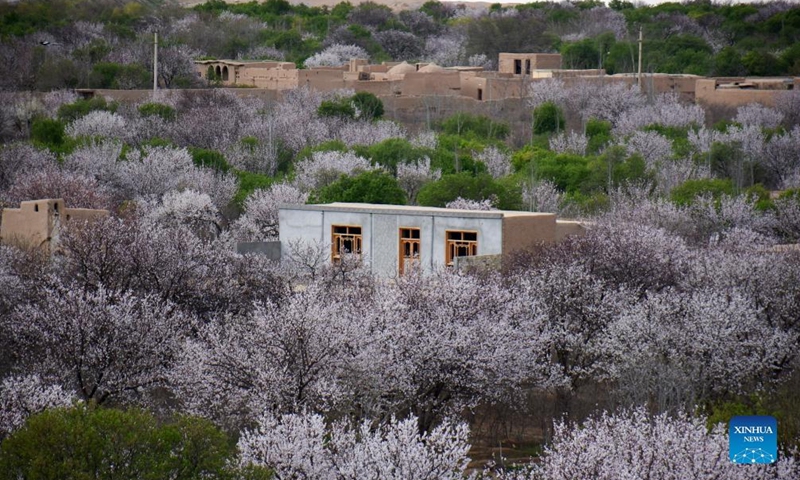 Photo taken on March 10, 2022 shows a view of almond trees in blossom in Khulm district of Balkh province, Afghanistan.Photo:Xinhua