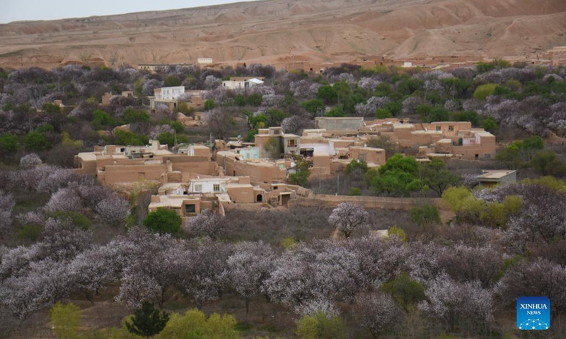 Photo taken on March 10, 2022 shows a view of almond trees in blossom in Khulm district of Balkh province, Afghanistan.Photo:Xinhua