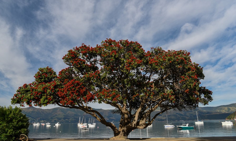 A Pohutukawa tree is seen at the port in Akaroa, New Zealand, Jan. 11, 2022.(Photo: Xinhua)