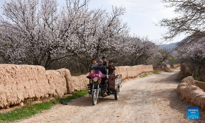 People are seen under almond trees in blossom in Khulm district of Balkh province, Afghanistan, March 10, 2022.Photo:Xinhua