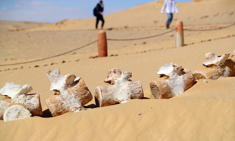 Let's see whale fossils in Egypt's desert! - Global Times