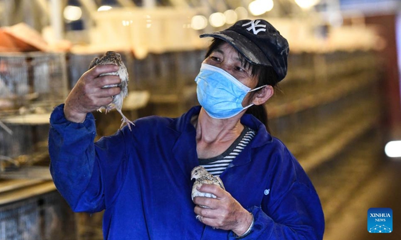A farmer checks quails at a farm in Liucheng County, south China's Guangxi Zhuang Autonomous Region, March 12, 2022. (Xinhua/Zhang Ailin)