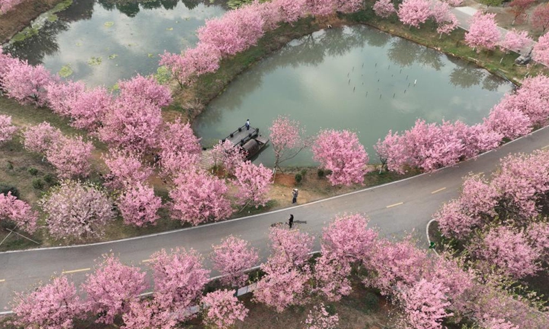 Aerial photo taken on March 12, 2022 shows cherry blossoms in Luoqiao Township of Changning City, central China's Hunan Province.Photo:Xinhua