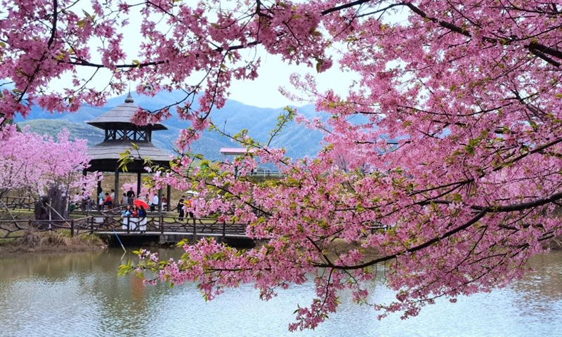 Tourists enjoy themselves at a cherry garden in Luoqiao Township of Changning City, central China's Hunan Province, March 12, 2022.Photo:Xinhua