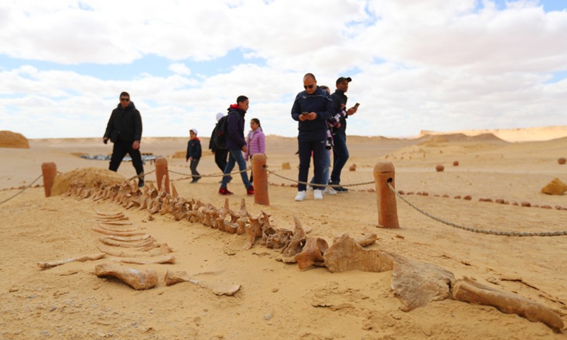 Tourists visit the fossil remains at the Wadi Al-Hitan in Fayoum, Egypt on March 11, 2022.Photo:Xinhua