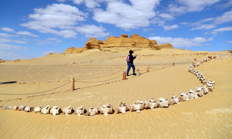 A tourist visits the fossil remains at the Wadi Al-Hitan in Fayoum, Egypt on March 11, 2022.Photo:Xinhua