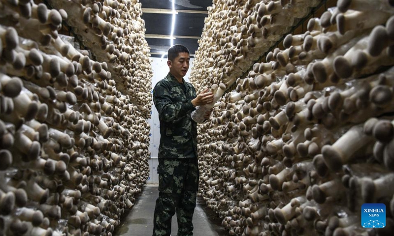 Hong Longjin takes care of mushrooms at a mushroom demonstration park in Liucheng County, south China's Guangxi Zhuang Autonomous Region, March 12, 2022. (Xinhua/Zhang Ailin)