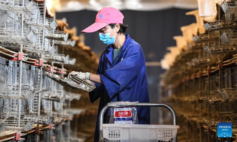 A farmer gathers quail eggs at a farm in Liucheng County, south China's Guangxi Zhuang Autonomous Region, March 12, 2022. (Xinhua/Zhang Ailin)