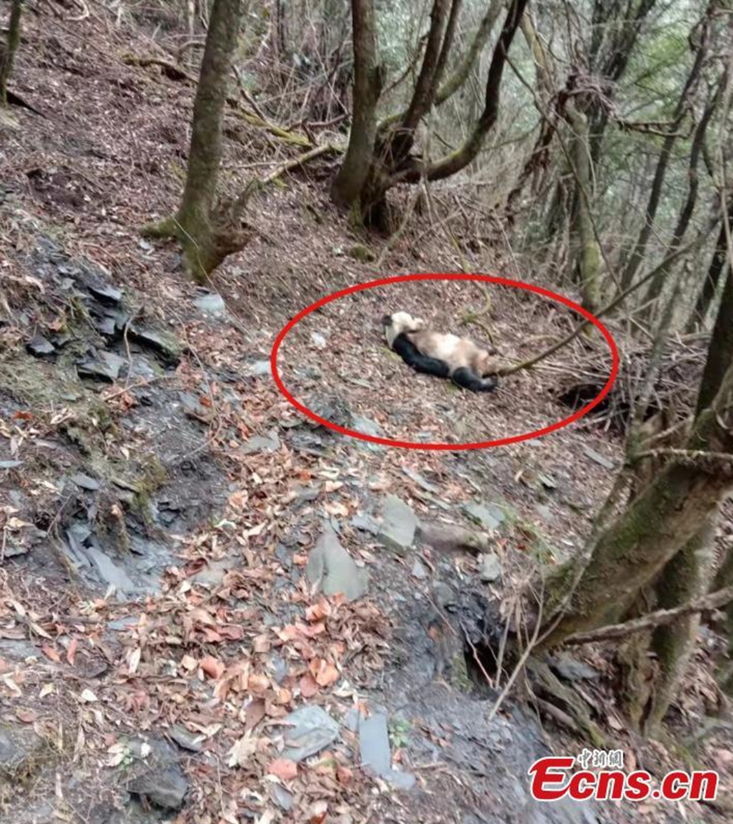 Photo taken on March 13, 2022 shows a giant panda wandering in the woods at a National Nature Reserve in Baoxing county, southwest China's Sichuan Province. Two forest rangers spotted the panda drinking water and playing on the mountain. (Photo provided to China News Service)