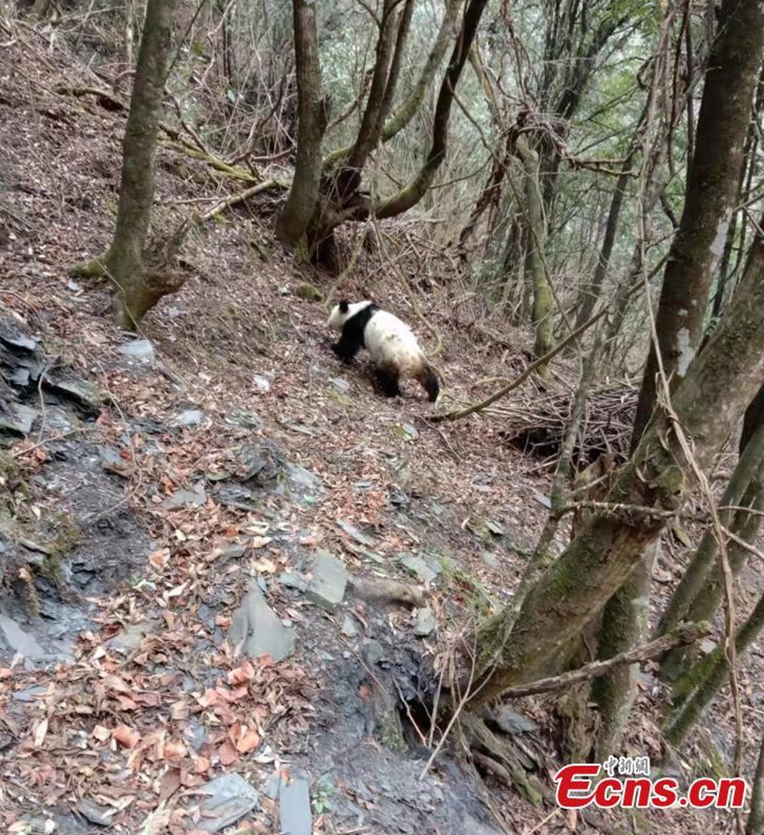 Photo taken on March 13, 2022 shows a giant panda wandering in the woods at a National Nature Reserve in Baoxing county, southwest China's Sichuan Province. Two forest rangers spotted the panda drinking water and playing on the mountain. (Photo provided to China News Service)