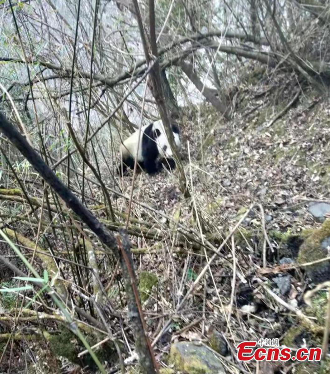 Wild panda spotted in Sichuan - Global Times