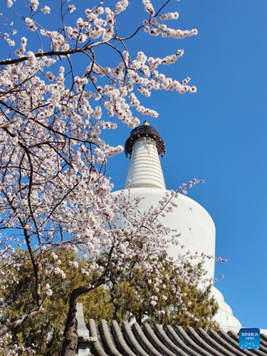 Blooming flowers are seen with the White Pagoda in the background at Beihai Park in Beijing, capital of China, March 14, 2022.(Photo: Xinhua)