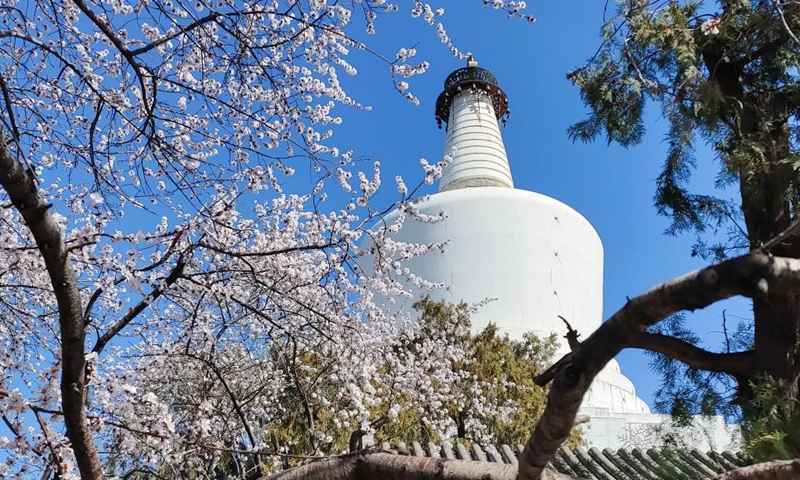 Blooming flowers are seen with the White Pagoda in the background at Beihai Park in Beijing, capital of China, March 14, 2022.(Photo: Xinhua)